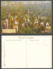 Ceylon Old Postcard Native Pluckers Plucking Tea on Bunyan Estate, Lipton Series