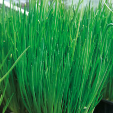Chive 'Alando' 4 x Plug