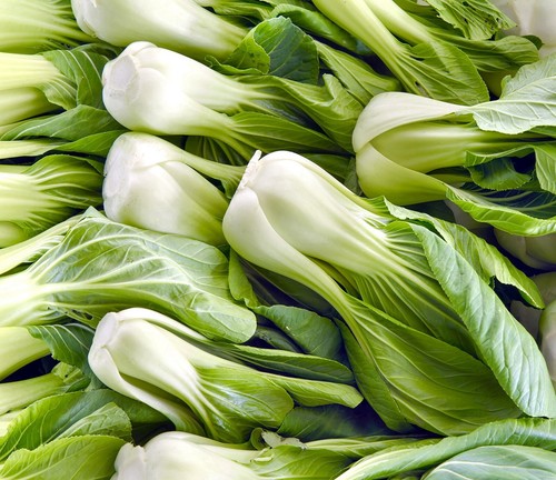 Pak choi canton - choi, dwarf