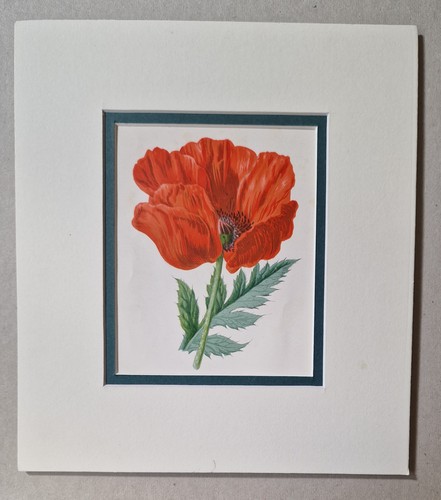 Hulme oriental poppy 1885 - poppy, (c.1885