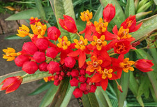 Asclepias curassavica  -