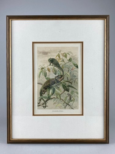 Chameleons gorgeous antique - -,