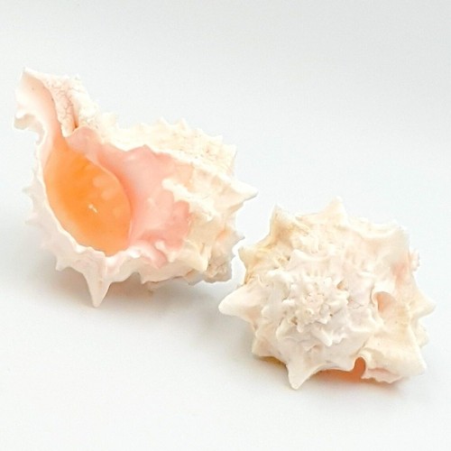 Set real seashells rose - 2,