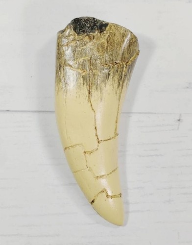 Jurassic park rex tooth - t.,