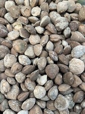 Bivalve clam shells fossil - bivalve,