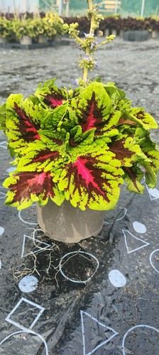 Coleus mixed house - coleus,