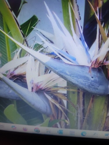 Strelitzia nicolai birds - strelitzia,