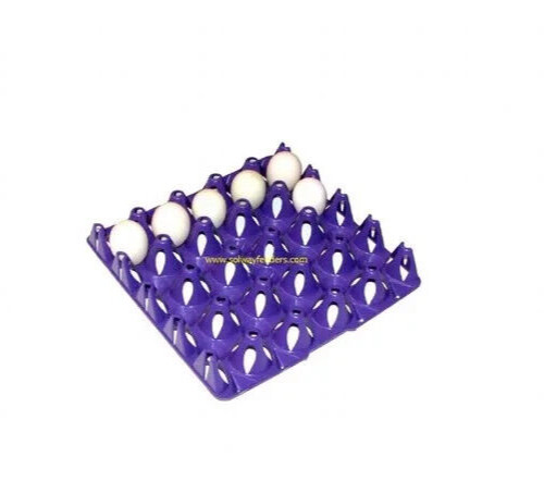 Duck turkey egg - egg, trays