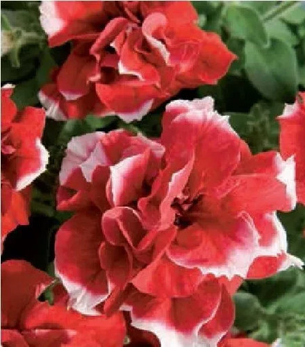 Petunia double pirouette red - petunia,