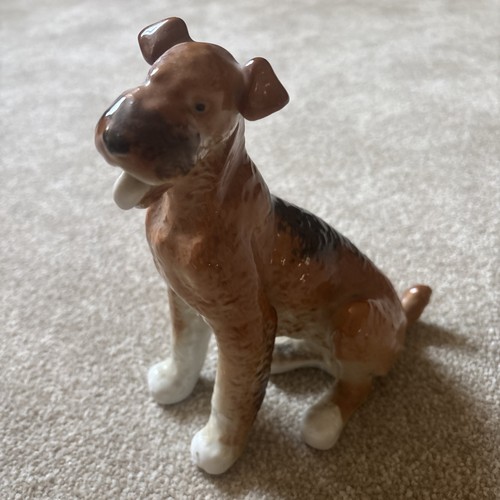 Lomonosov sitting airedale - lomonosov,