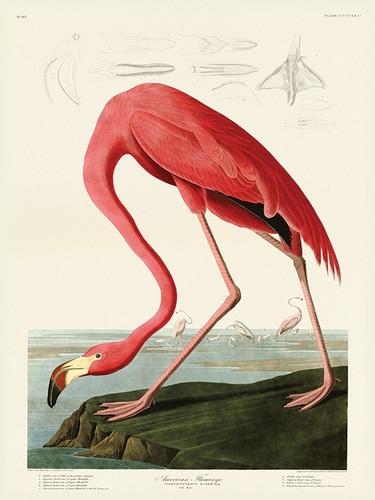 John james audubon american - audubon,