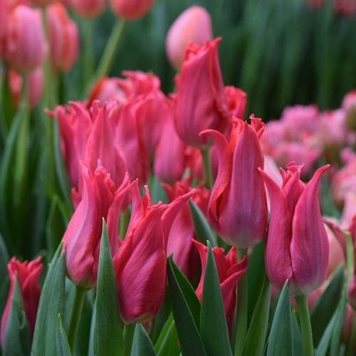 Tulip pretty love spring - pretty, love.