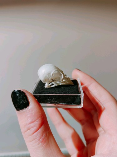 Small bird skull taxidermy - skull,
