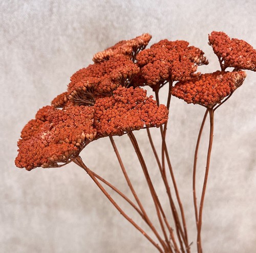 Dried terracotta coloured - terracotta,