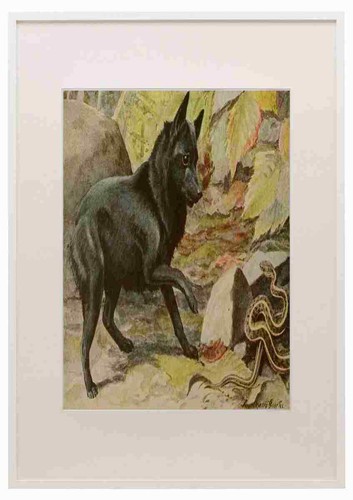 Fuertes louis agassiz 1919 - louis,