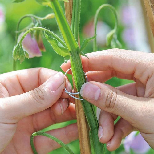 Sweet pea flower plant support - sweet,