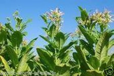 2024/5 FRESH TOBACCO SEEDS -