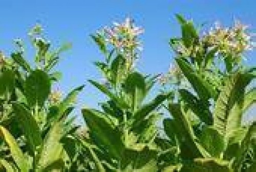 Fresh tobacco seeds - seeds, grow