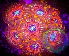 SAF~Magician Zoanthid Coral