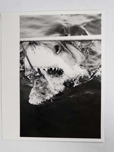 Great white shark ocean - great,