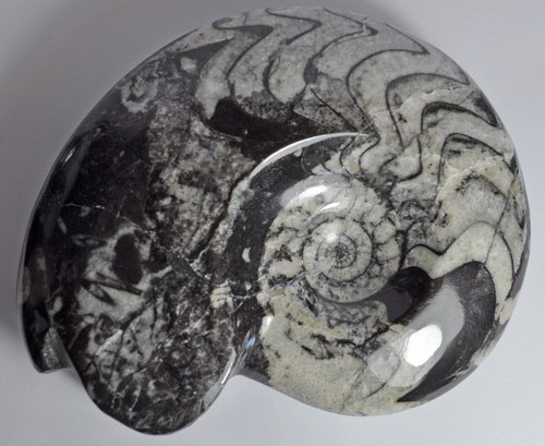 Medium polished goniatite - medium,