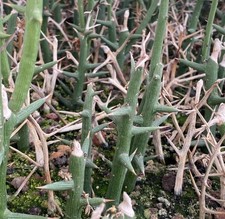 2/5/10pcs Rare Adenia globosa Random Cutting Boutique Decor