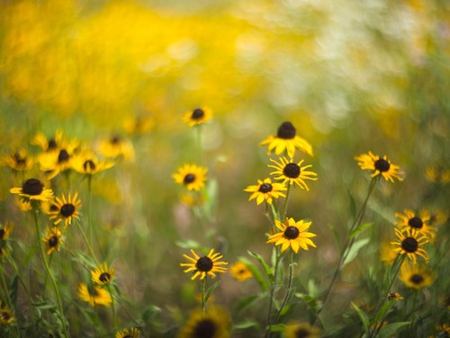 Sony fit lens - sony,