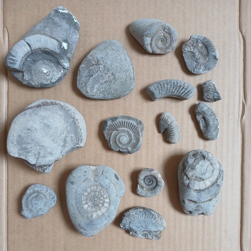 Small ammonite - x,