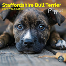 Staffordshire Bull Terrier