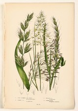 GRASSES - Anne Pratt Botanical