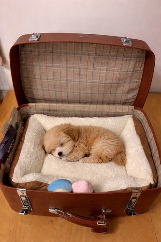 Vintage antler suitcase - suitcase, dog