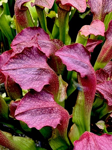 Sarracenia willisii minor - willisii,