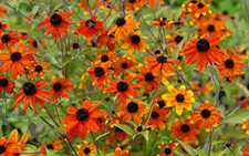 Rudbeckia 'Prairie Glow' -