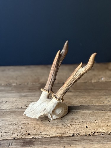 Antique real roe deer antlers - antique,