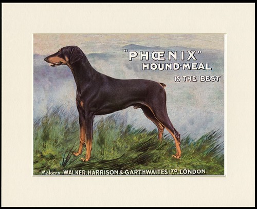 Doberman dog art print - doberman, mounted