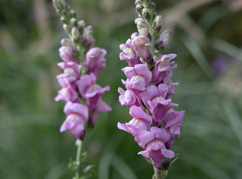 Antirrhinum potomac lavender - antirrhinum,