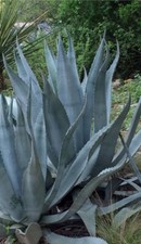 Agave Americana - Stunning