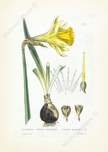 Antique botanical print - , common