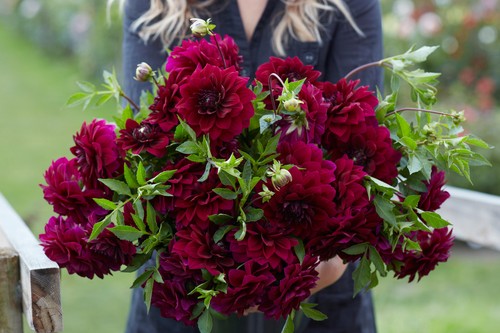 Dahlia tuber admiral - dahlia,