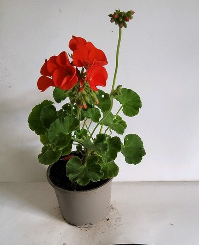 Red geranium - red, (pelargonium)