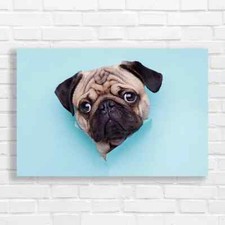 Adorable Pug Puppy Canvas Print Large Picture Wall Art