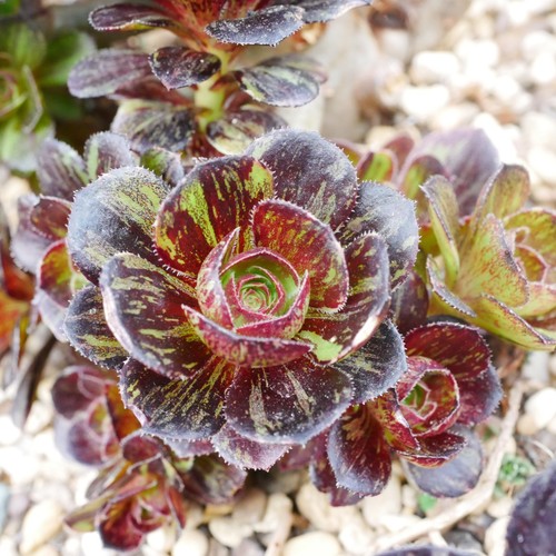 Aeonium chanel big - aeonium,