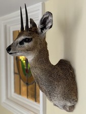 Taxidermy Klipspringer Antelope Shoulder Mount