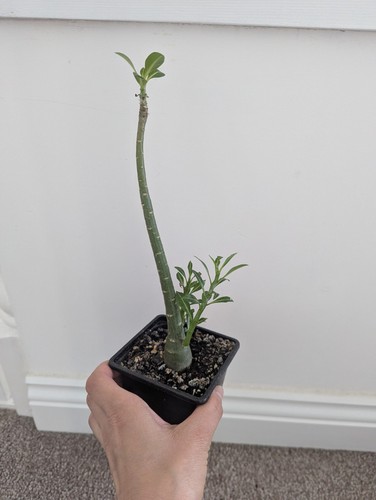 Adenium obesum desert - adenium, obesum/desert