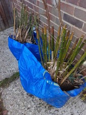 Bamboo Clumps - ready dug, cut back with rootball 