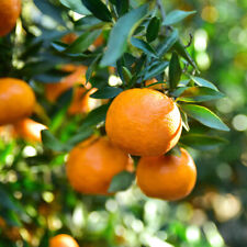 Citrus Tree, Satsuma Variety, Fragrant Flowers, Edible Fruit, 70?90cm, 4L Pot