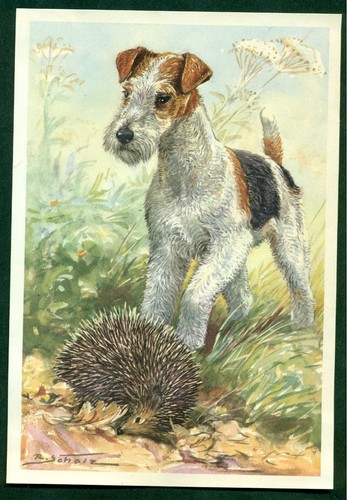 Wire haired fox - fox, german