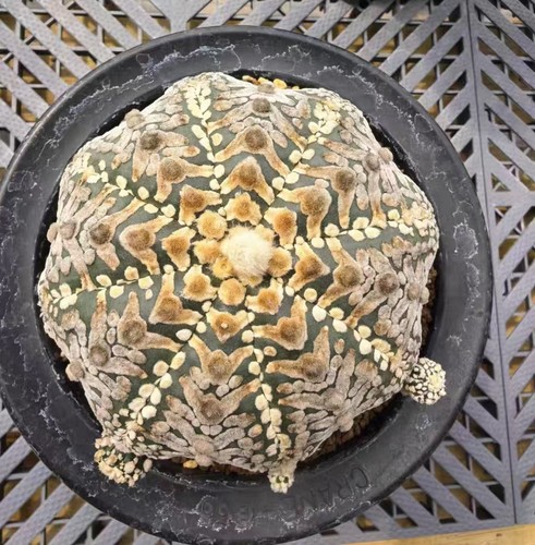 Astrophytum asterias v - astrophytum,