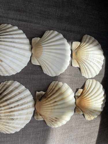 Natural washed scallop - washed, shells