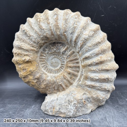 Large fossilised mantelliceras - large,
